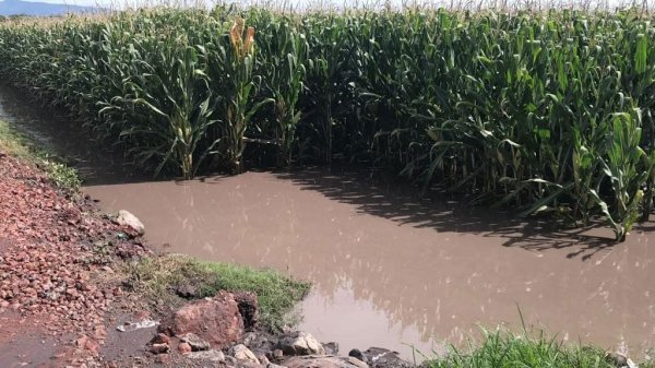 Cuerámaro: estiman hasta 300 hectáreas de maíz y sorgo dañadas por lluvias