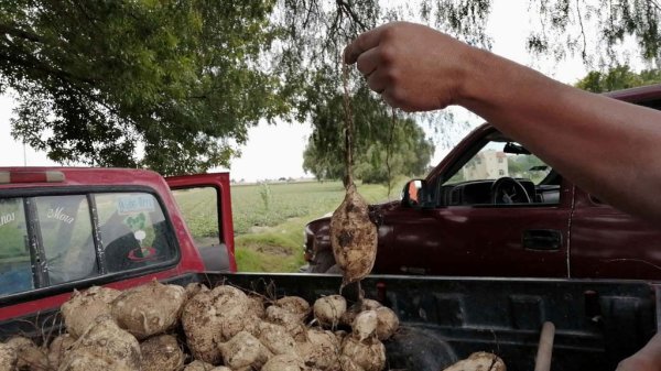 Productores en Celaya ‘ofertan’ sus jícamas para recuperarse de la pandemia