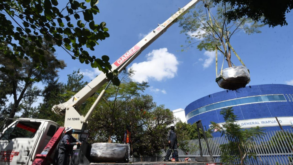 Irapuato: trasplantan 5 árboles en Parque Irekua tras suspensión de Torre Médica