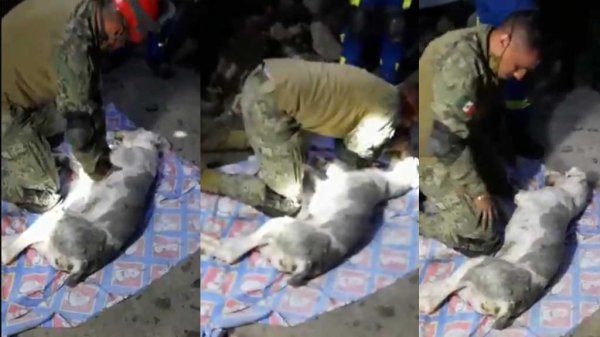 VIDEO: Soldado llora por no poder revivir a perrito rescatado del Cerro del Chiquihuite