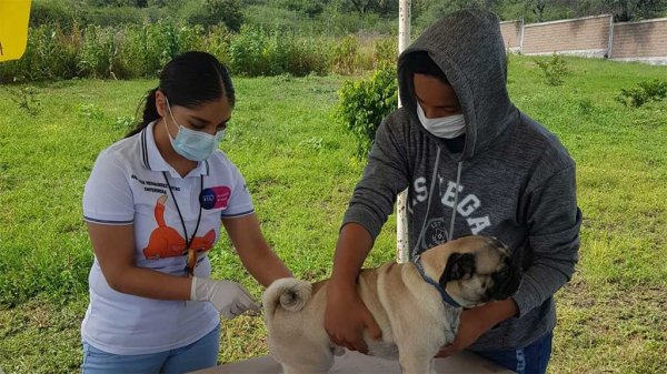 Próximo domingo arranca vacunación antirrábica en Guanajuato