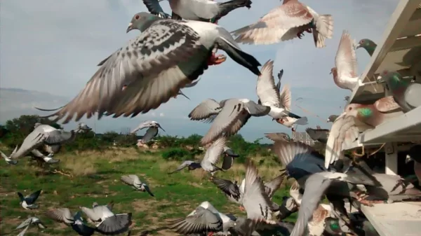 ¿Conoces la Colombofilia? Palomas entrenadas para ganar carreras