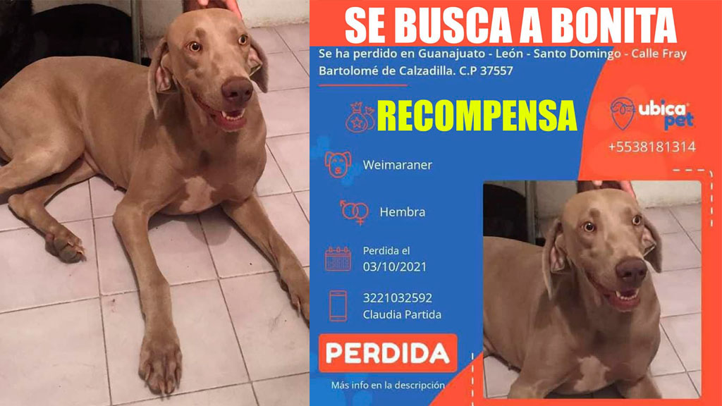 ‘Bonita’ escapó cuando robaron su casa y ahora ella podría ser la secuestrada