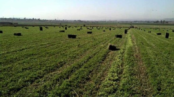 Lluvias inundan campos de alfalfa en Silao; temen por el alimento para el ganado