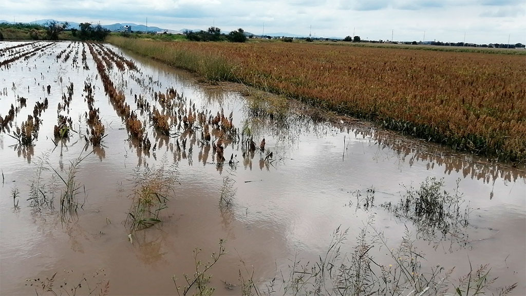 Apoyarán con 15 mdp a agricultores afectados por lluvias en Abasolo y Pénjamo