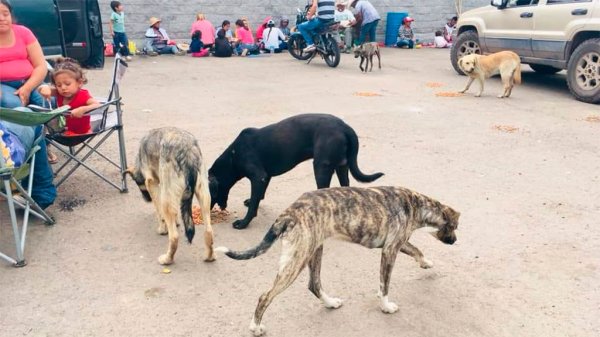 Llevarán a cabo la segunda campaña de esterilización en Celaya