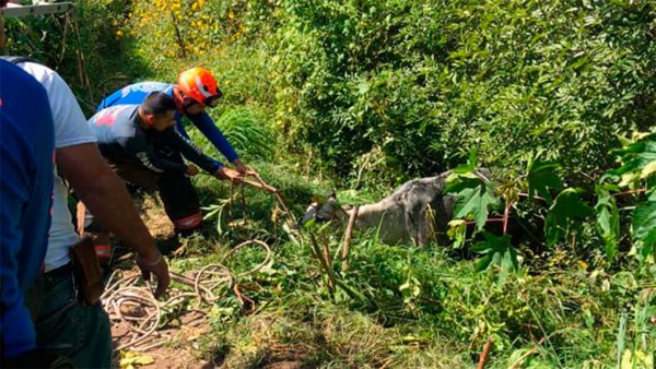 Salvan a una vaca de morir en un canal de aguas negras en Acámbaro