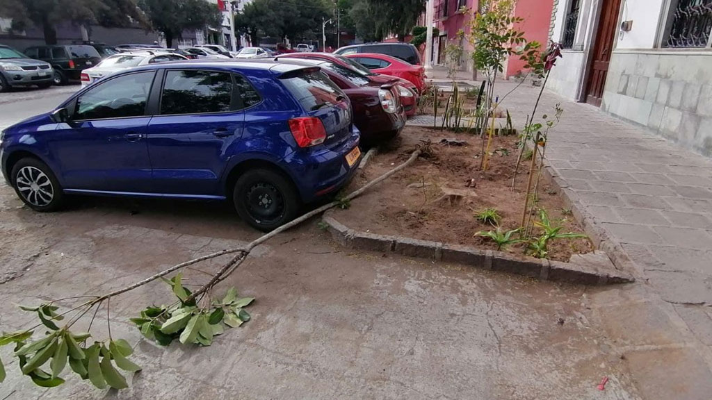 Tiran y dañan árboles plantados en Paseo de la Presa por tala de ficus