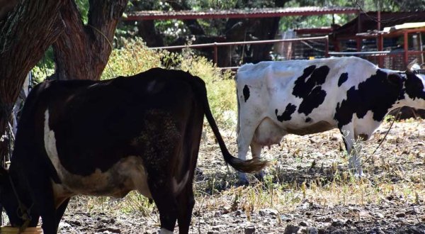 Destaca Guanajuato como productor de leche; abastece a gran parte del país