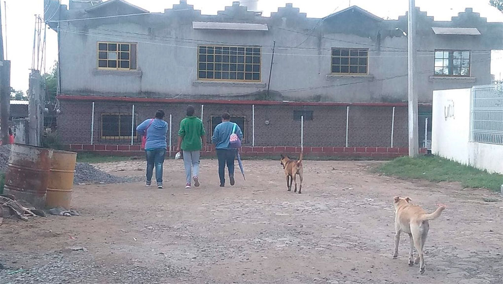 Crisis dejó sin hogar a miles de perros; más de 20 mil viven en calles de Salamanca