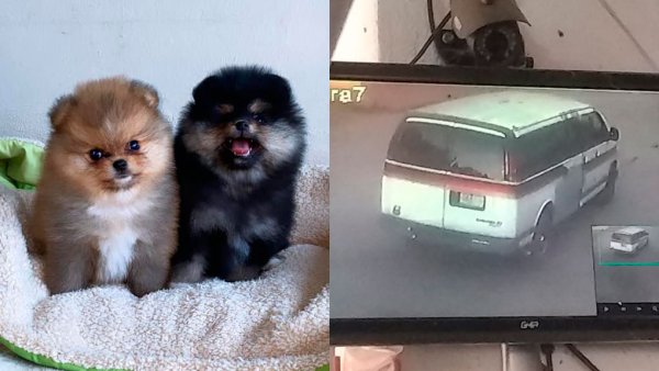 Roban 800 mil pesos… en perritos; huyen en camioneta con placas de Guanajuato