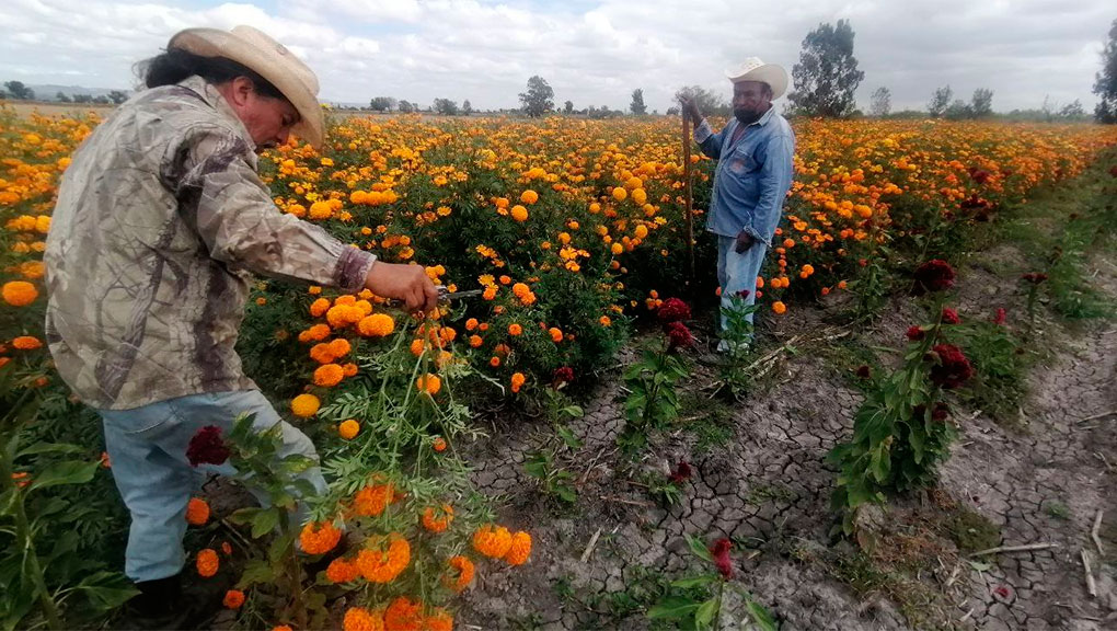 Apertura de panteones toma por sorpresa a productores de flor en Guanajuato