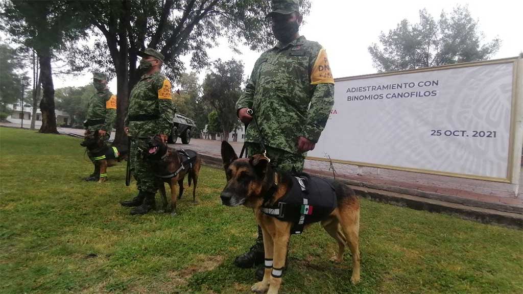 Amigos peludos: elementos del Ejército en Guanajuato destacan el apoyo de la unidad canina