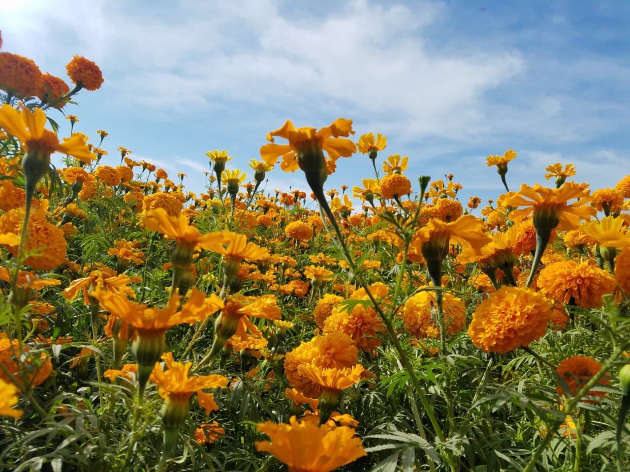 Vuelve el cempasúchil a los campos de Guanajuato entre pérdidas de floricultores