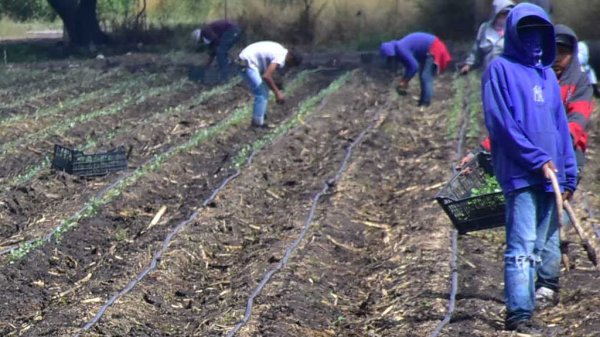 Académicos critican falta de oportunidades para jornaleros agrícolas en León