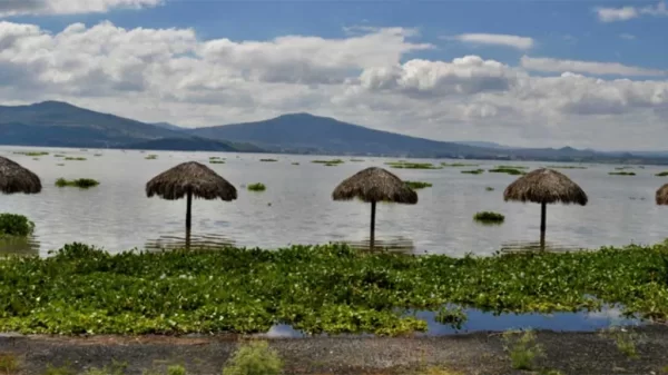 Descuido y abandono dejan a la Laguna de Yuriria a merced de la sobreexplotación