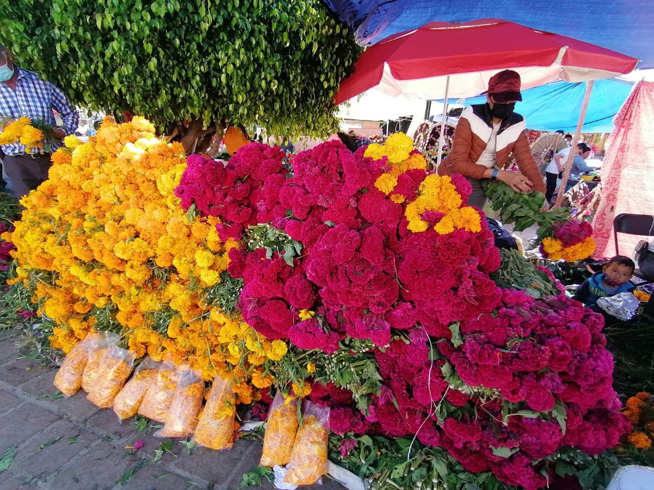 Reportan buen inicio en venta de cempasúchil por Día de Muertos en Guanajuato