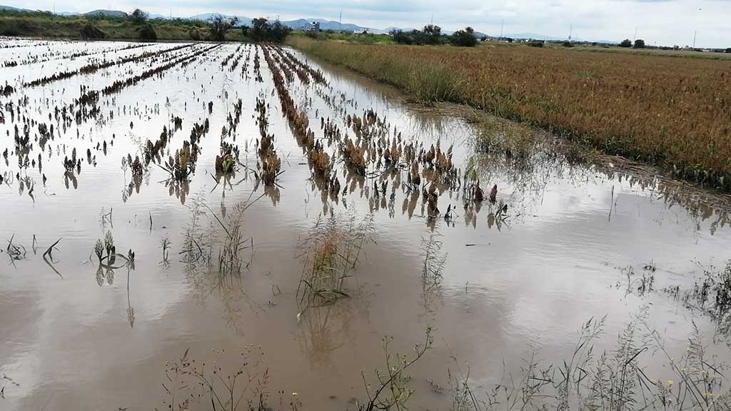 Alertan por miles de pérdidas en cultivos de Guanajuato; Abasolo el más afectado