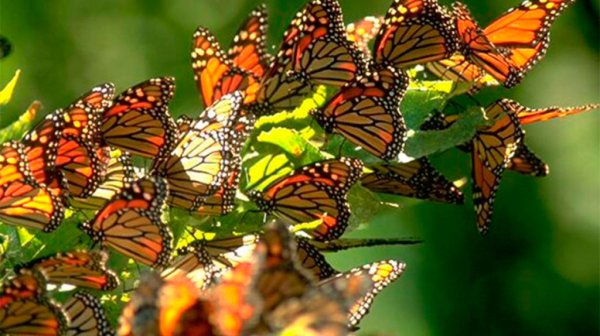 Mariposas monarca inundan el aire de color en su paso por el sureste de Guanajuato