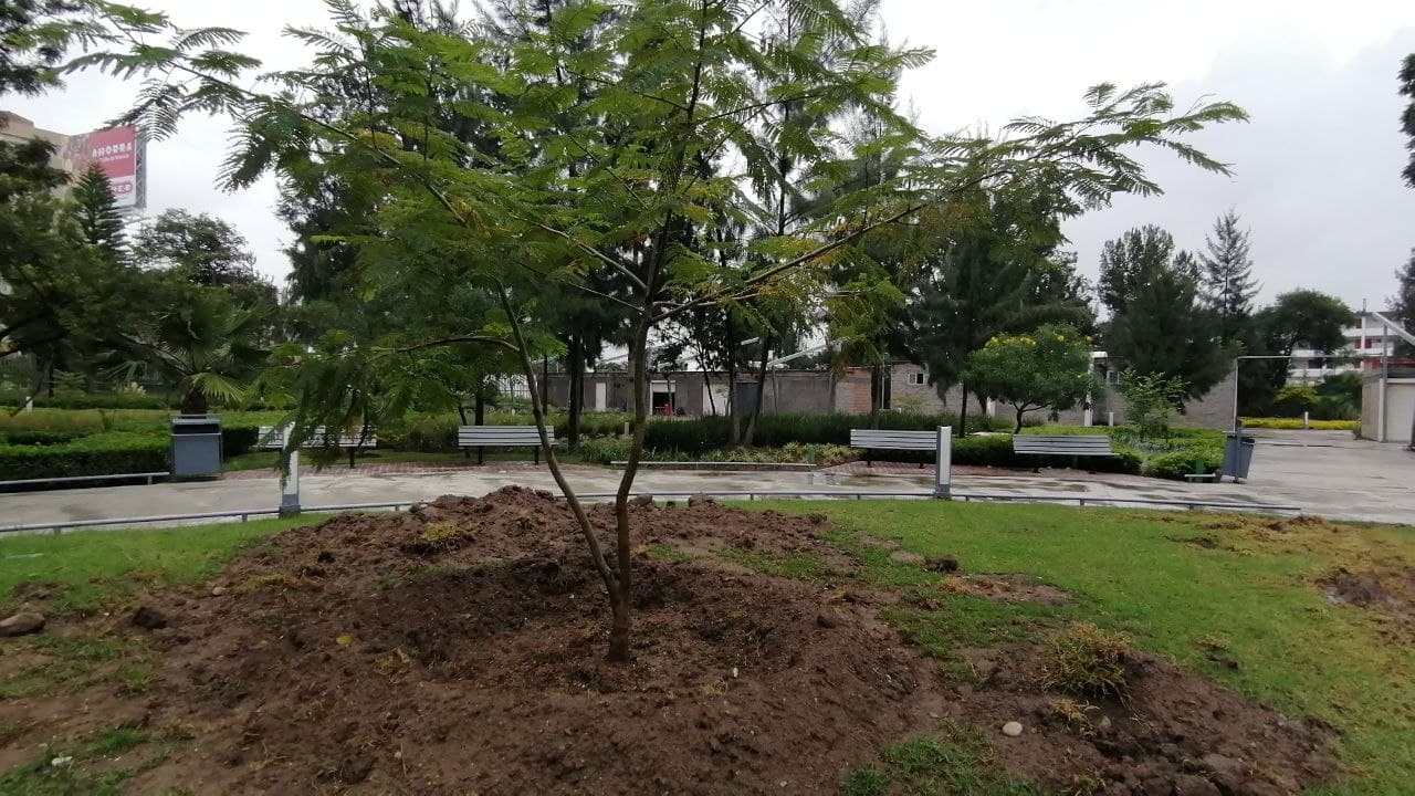 Sobreviven a trasplante los 21 árboles de Parque Irekua; reciben atención