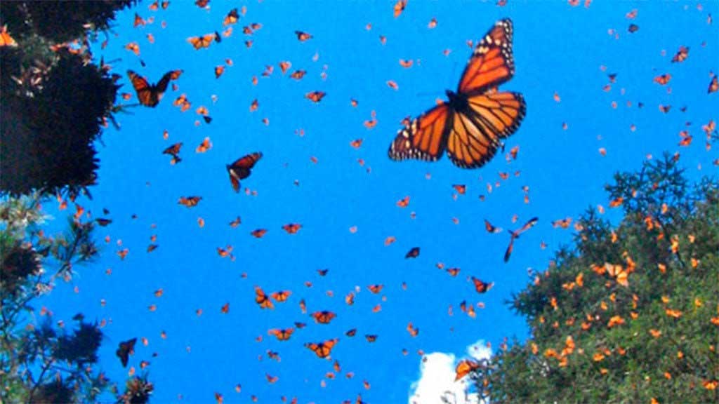 Buscan proteger paso de mariposas monarca por Celaya, invitan a cuidarlas