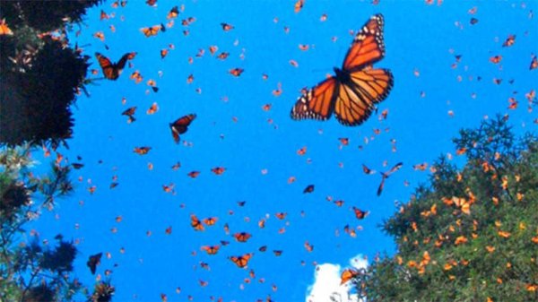 Buscan proteger paso de mariposas monarca por Celaya, invitan a cuidarlas