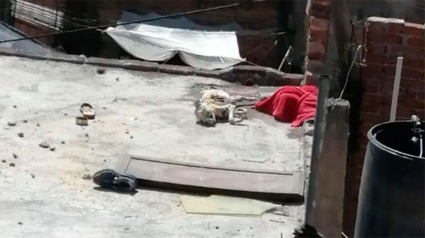 Quería hacer momia de perro muerto, pero el olor desquició a sus vecinos