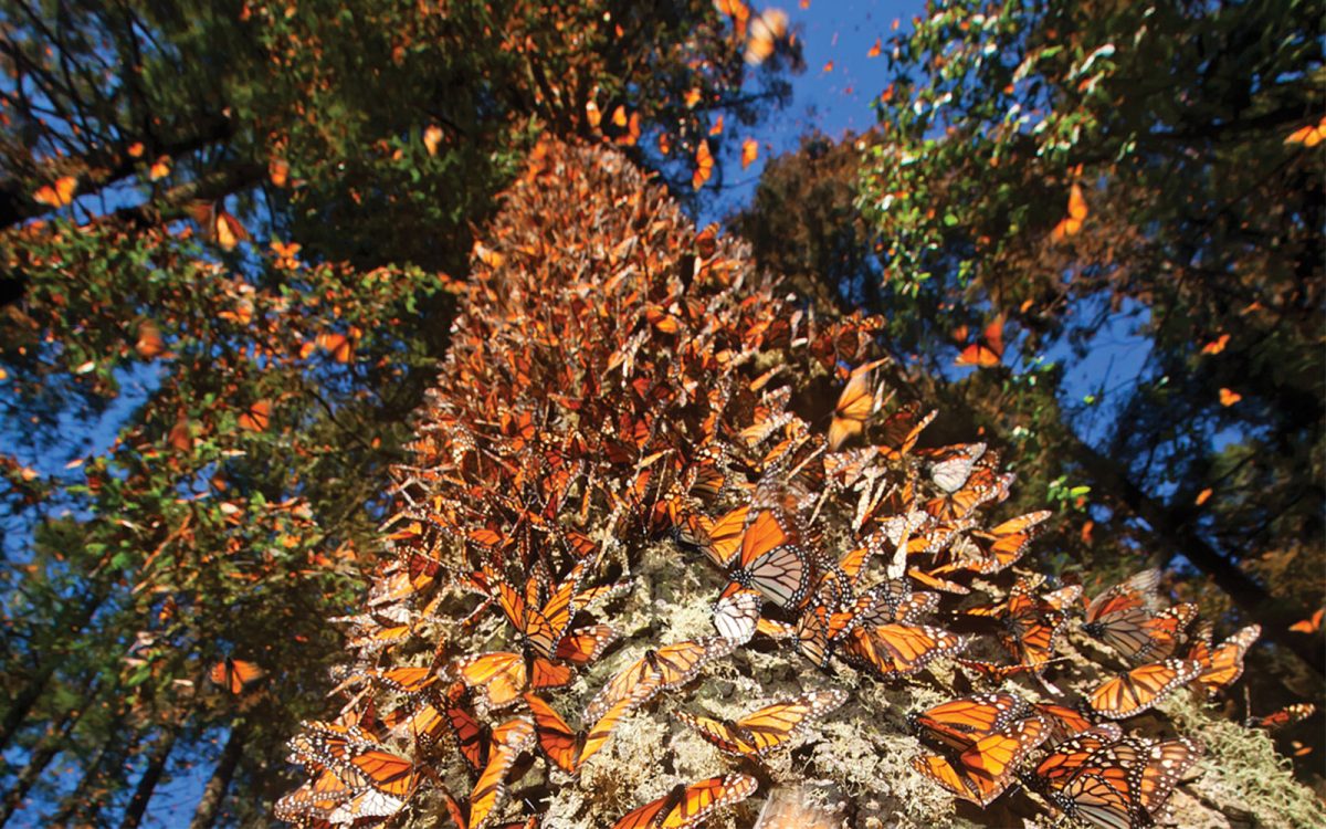 ¿Hay esperanza para las mariposas monarcas en extinción? Conteo indica que sí