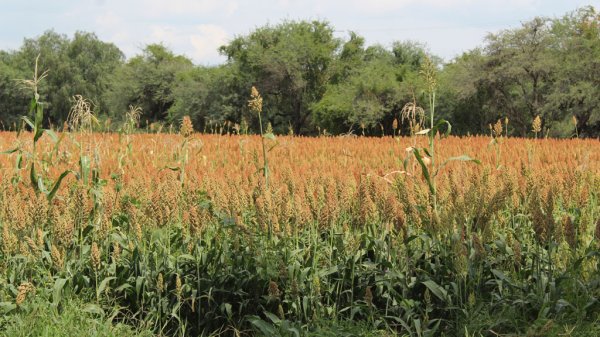 Alza en fertilizantes sofoca al campo de Guanajuato; peligra próxima siembra