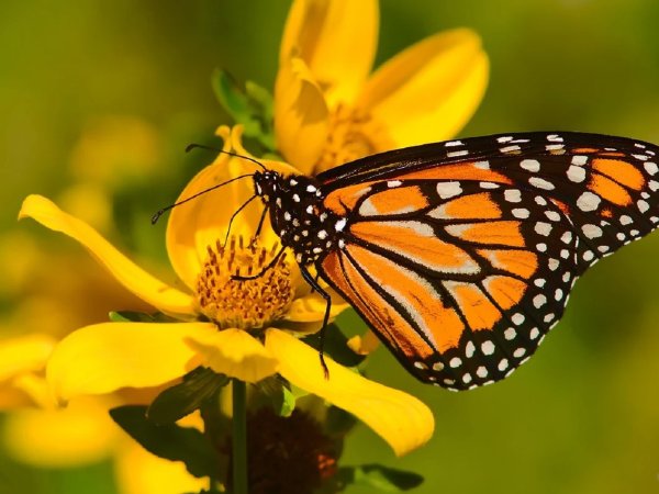 Protege SMAOT a mariposa Monarca en su paso por Guanajuato