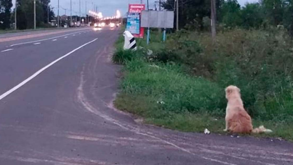 Lomito se perdió hace 4 años y desde entonces espera a su familia en la carretera