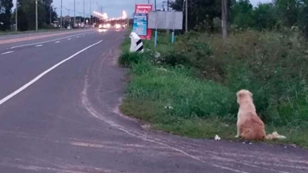 Lomito se perdió hace 4 años y desde entonces espera a su familia en la carretera