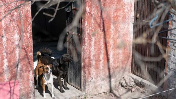 San Miguel de Allende: Rescatan a 10 perritos en Lomas de San José de vivir en condiciones deplorables