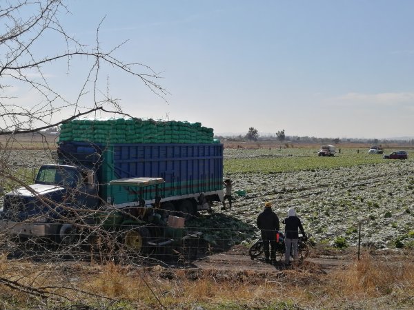 Anuncian  programa “Del Campo a Tu Mesa”  para beneficio de los agricultores