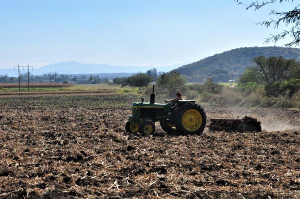 Campesinos de Guanajuato se la juegan con siembra por altos costos y cero apoyo