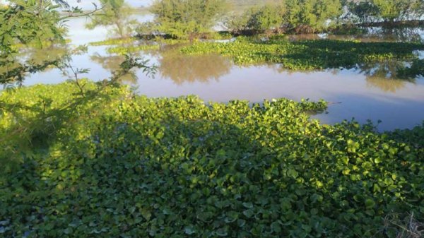 Urgen atención de la Conagua ante aumento de lirio en la presa Allende de SMA