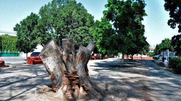 Valle de Santiago ‘hospitaliza’ sus árboles; luchan por salvar La Alameda