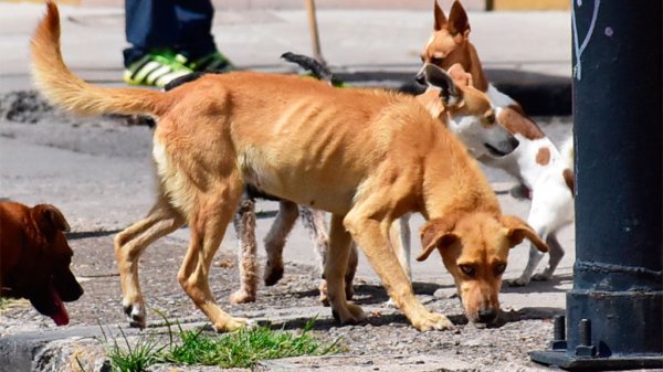 León: Bomberos, policías, indigentes y mascotas podrían recibir apoyos sociales