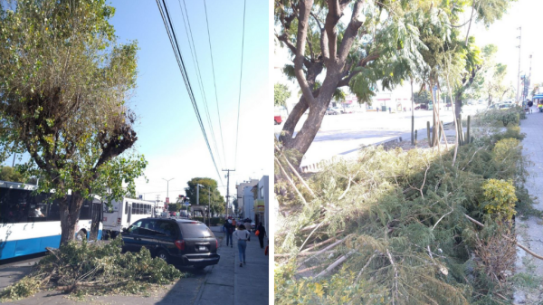 Celaya: Colonos de Renacimiento denuncian tala de árboles por personal de CFE