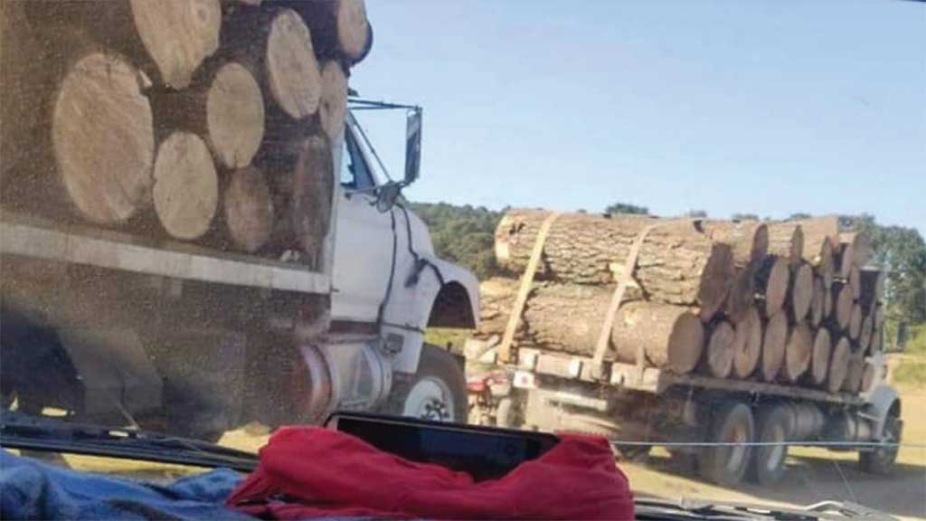 Acusan saqueo y tala de árboles en el ANP de la Sierra de los Agustinos en Jerécuaro