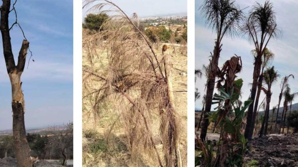 Sólo árboles secos: Dejan en el abandono al Parque Mil Azahares en Purísima del Rincón