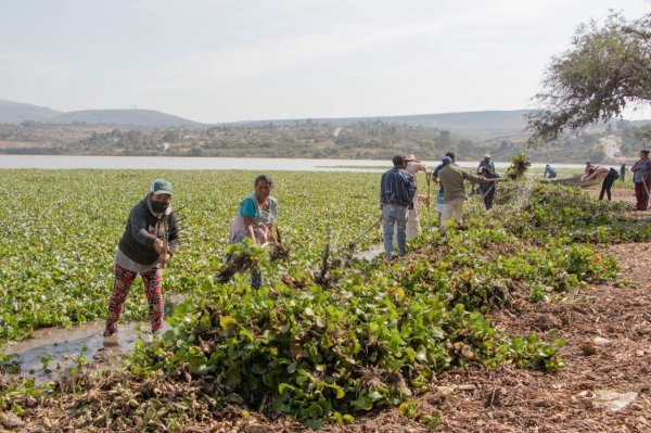 Remueven familias el lirio acuático de la Presa Allende en San Miguel