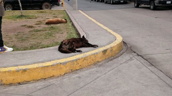 Identifican con placa a unos 100 ‘perritos comunitarios’ en Salamanca