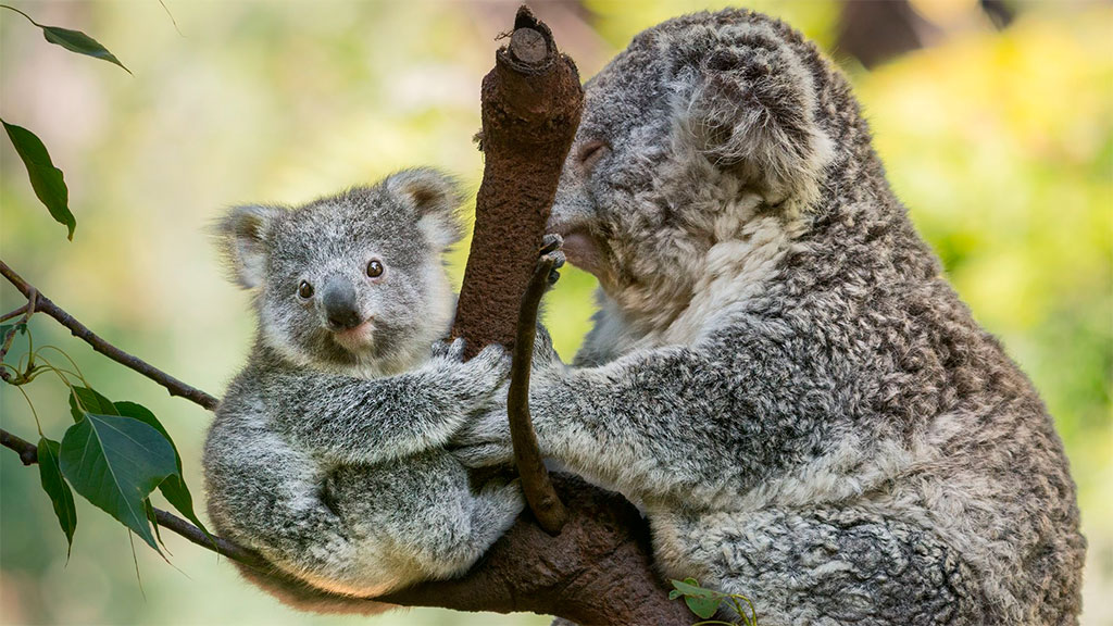 Australia enjuicia a empresarios por ‘masacre’ de koalas