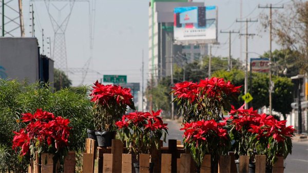 Arrasan hasta con las nochebuenas en Celaya; roban al menos 70 macetas