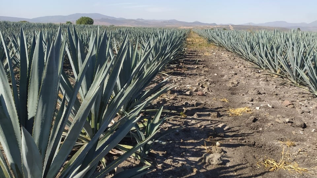 Agaveros de Apaseo el Alto buscan denominación de origen para su tequila