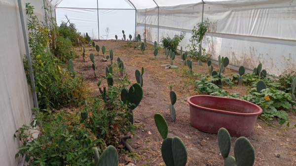 San Miguel de Allende: DIF apoya a comunidades para el cultivo del Nopal Verdura