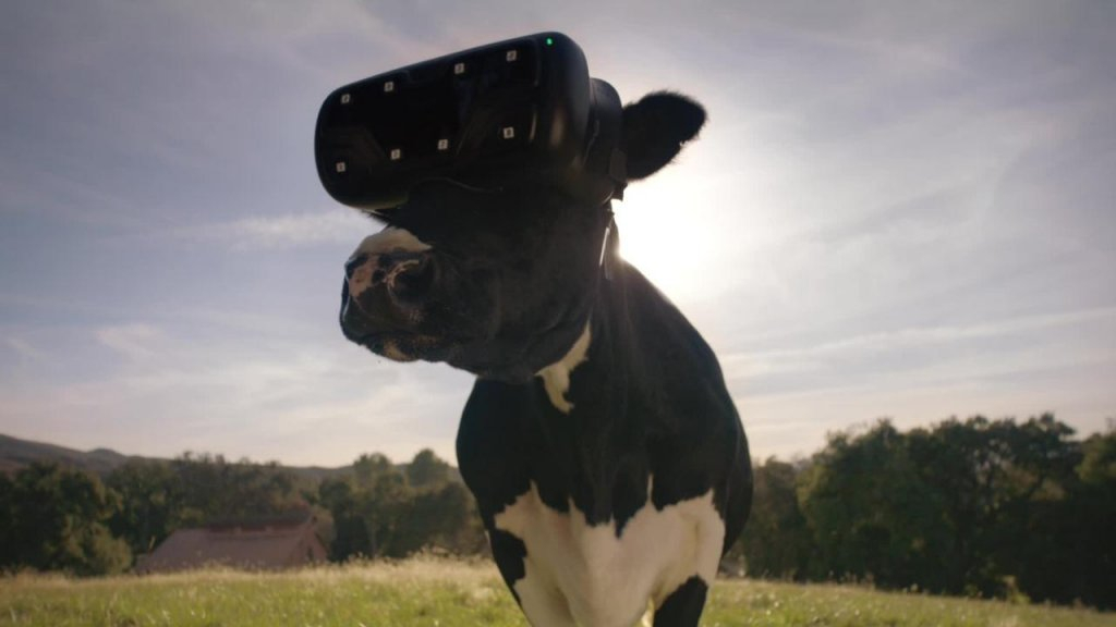 Ponen gafas de realidad virtual a vacas para que crean que pastan en libertad