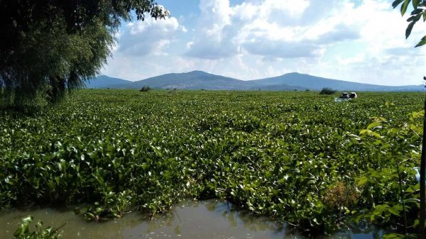 Pescadores urgen a atender plaga de lirio acuático en la laguna de Yuriria