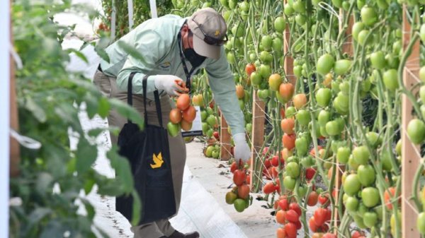 Por inflación histórica, advierten escasez de alimentos en México, EU y Europa